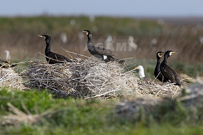 Aalscholvers op nest, Great Cormorants on nest stock-image by Agami/Harvey van Diek,