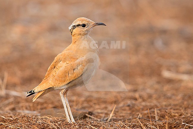 Cream-colored courser, juvenile, Santiago, Cape Verde (Cursorius cursor) stock-image by Agami/Saverio Gatto,