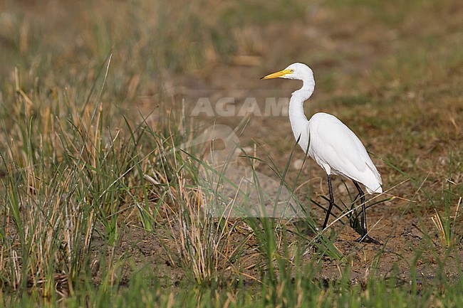 Medium Egret (Ardea intermedia), Oman, adult standing in a field. stock-image by Agami/Ralph Martin,