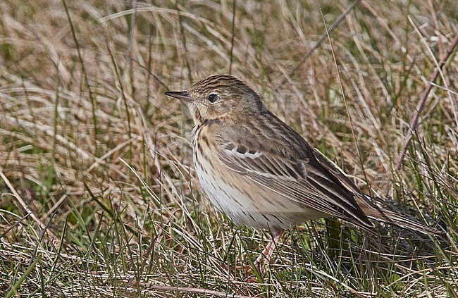 Tree Pipit (Anthus trivialis) perched in the gras, Utö Finland May 2017 stock-image by Agami/Markus Varesvuo,