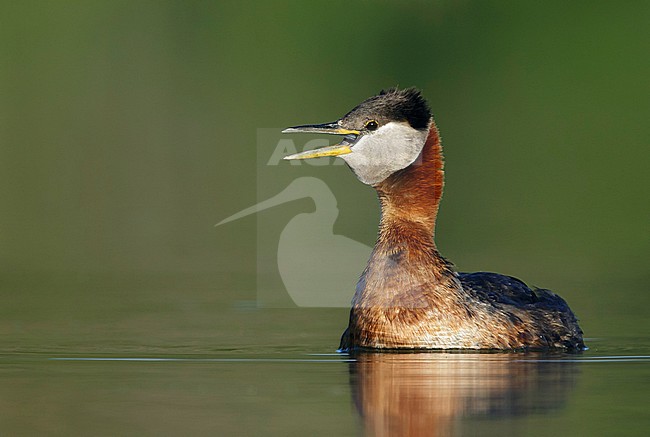 Adult male Holboll's Red-necked Grebe (Podiceps grisegena holbollii) in breeding plumage swimming in a lake in the 
Kamloops, British Columbia, Canada. Calling loudly in the morning. stock-image by Agami/Brian E Small,