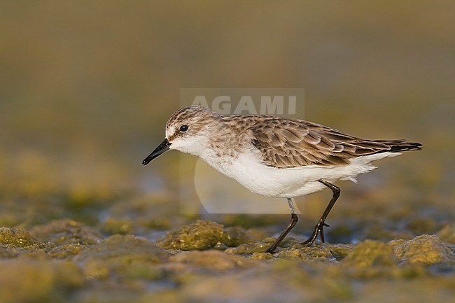 Little Stint - Zwergstrandläufer - Calidris minuta, Oman, adult stock-image by Agami/Ralph Martin,