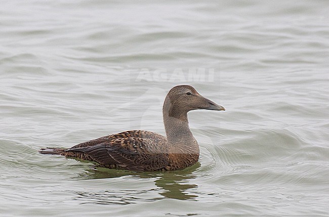 First winter female Common Eider (Somateria mollissima) showing juvenile coverts, tertials and primaries. Dark breast typical for identifying it as a female. stock-image by Agami/Edwin Winkel,