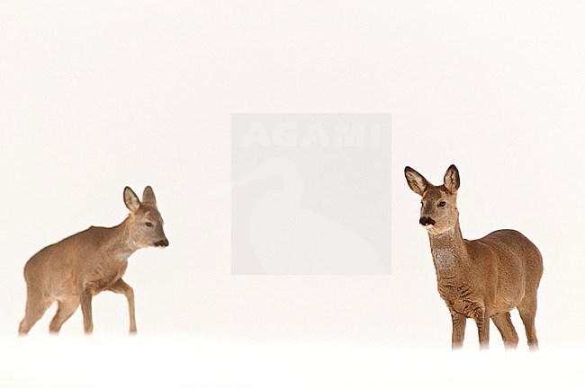 2 reeen in de sneeuw; Two Roe Deers (Capreolus capreolus) in the snow stock-image by Agami/Bence Mate,