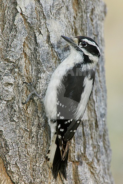 Adult female Downy Woodpecker, Picoides pubescens
Kern Co., California, USA. stock-image by Agami/Brian E Small,