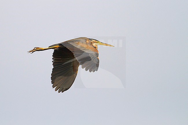 Adult Purple Heron (Ardea purpurea purpurea) in flight over marsh in Hungary. stock-image by Agami/Ralph Martin,