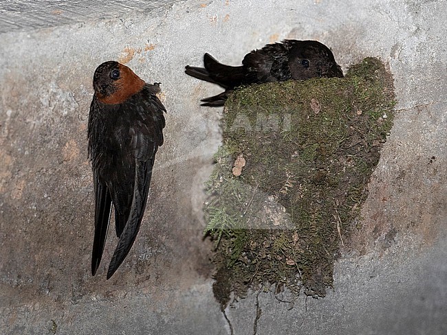Chestnut-collared Swift (Streptoprocne rutila brunnitorques) at La Romera, Itagui, Antioquia, Colombia.  This is a composite image of two images takes seconds apart, so that both birds are in focus. stock-image by Agami/Tom Friedel,