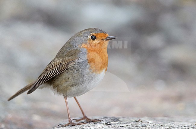 European Robin IErithacus rubecula) in Finland. stock-image by Agami/Markus Varesvuo,