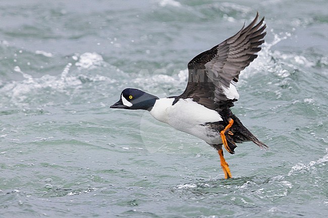 Barrow's Goldeneye (Bucephala islandica), side view of an adult male in flight, Northeastern Region, Iceland stock-image by Agami/Saverio Gatto,