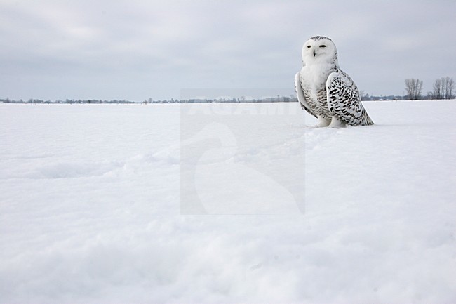 Sneeuwuil zittend in sneeuw; Snowy Owl perched in snow stock-image by Agami/Chris van Rijswijk,