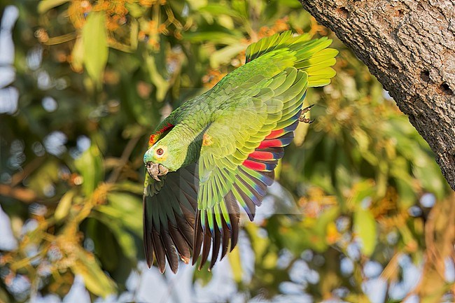 Orange-winged Amazon Parrot (Amazona amazonica) perched on a branch in the Pantanal of Brazil. stock-image by Agami/Glenn Bartley,
