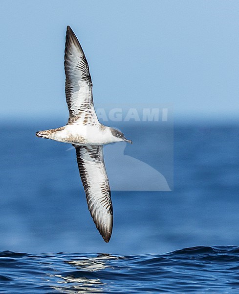 Great Shearwater (Ardenna gravis) off the Isles of Scilly, Cornwall, England. stock-image by Agami/Marc Guyt,