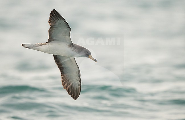  stock-image by Agami/Eduard Sangster,