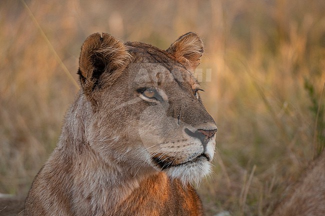Portrait of a lioness, Panthera leo. Khwai Concession Area, Okavango Delta, Botswana. stock-image by Agami/Sergio Pitamitz,