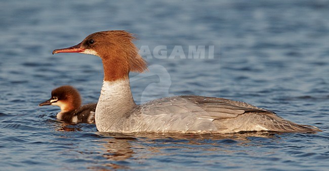 Vrouwtje Grote Zaagbek met jong; Female Goosander with young stock-image by Agami/Markus Varesvuo,