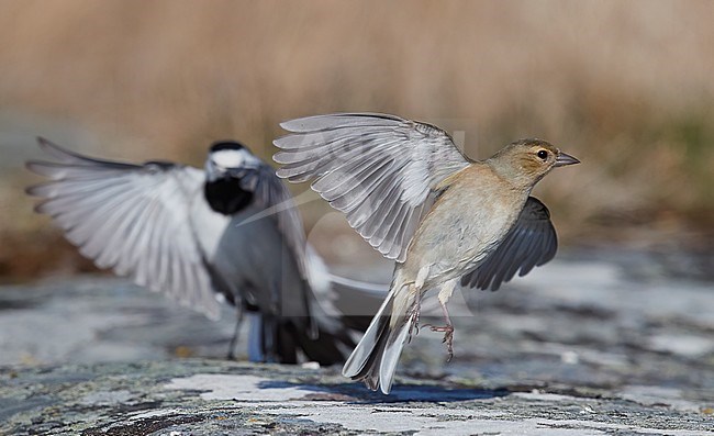 Chaffinch (Fringilla coelebs) and Pied Wagtail (Motacilla alba) on Utö in Finland. stock-image by Agami/Markus Varesvuo,