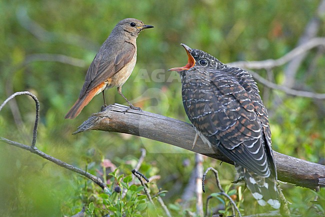 Kaki 0138 (Cuculus canorus) Cuckoo Kiiminki Finland August 2008 stock-image by Agami/Jari Peltomäki,