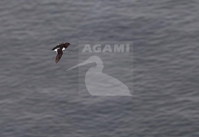 Little Auk (Alle alle) during summer on Spitsbergen, arctic Norway. In flight seen from above. stock-image by Agami/Marc Guyt,
