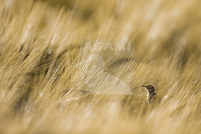 Zitting Cisticola, Cisticola juncidis, in Italy. stock-image by Agami/Daniele Occhiato,