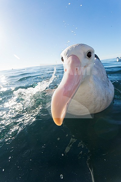 Gibson's Albatross (Diomedea gibbon) swimming at sea off Kaikoura, New Zealand. Wide angle shot. stock-image by Agami/Marc Guyt,