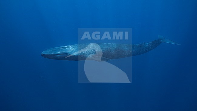 Blue Whale (Balaenoptera musculus ssp brevicauda) swimming with tail up. stock-image by Agami/Lennart Verheuvel,