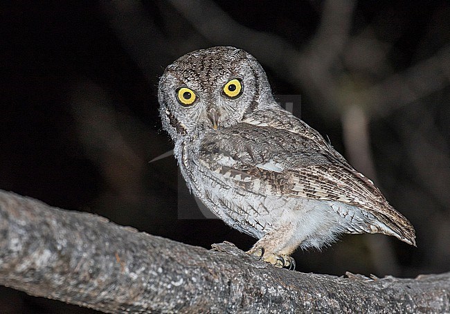 Western Screech-Owl, Megascops kennicottii, in Mexico. stock-image by Agami/Pete Morris,