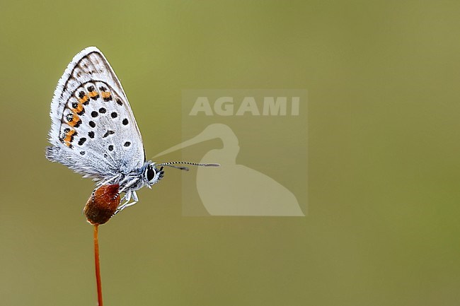 Male Silver-studded Blue stock-image by Agami/Wil Leurs,
