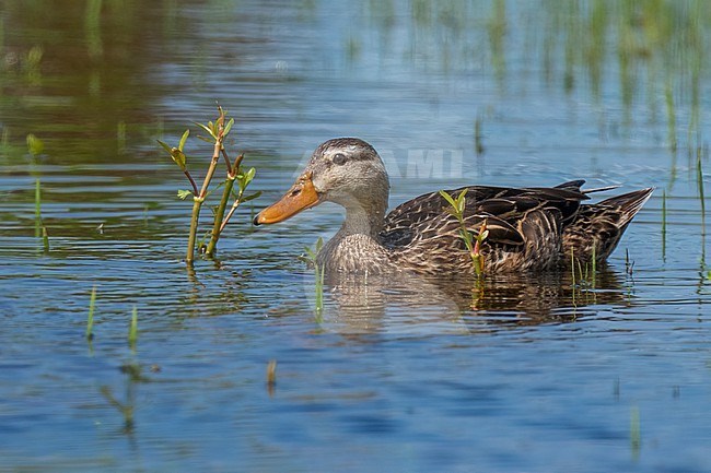 Adult female
Galveston Co., TX
April 2023 stock-image by Agami/Brian E Small,