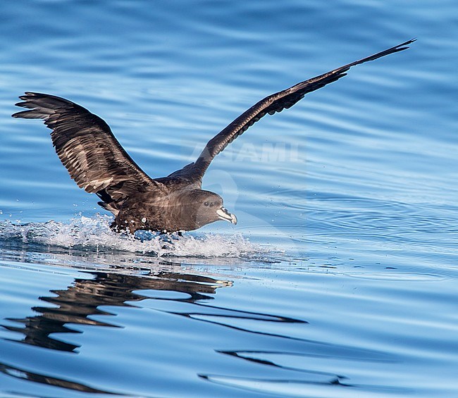 Westland Petrel (Procellaria westlandica) at sea in southern pacific ocean off Kaikoura in New Zealand. Bird landing on the water with wings raised. stock-image by Agami/Marc Guyt,