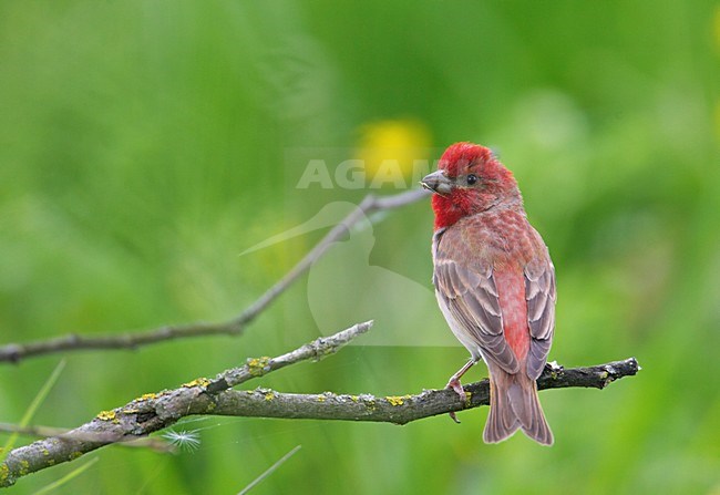 Roodmus mannetje zittend; Common Rosefinch male perched stock-image by Agami/Markus Varesvuo,