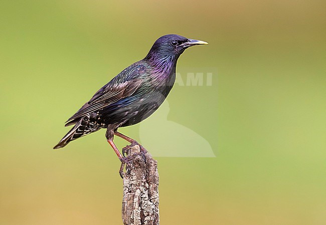 Adult Common Starling, Sturnus vulgaris, in Italy. stock-image by Agami/Daniele Occhiato,