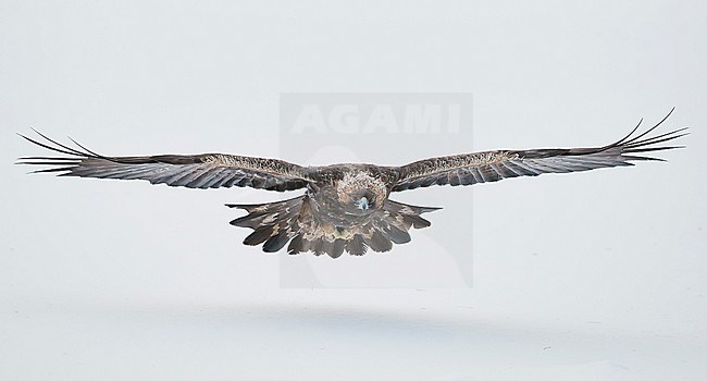 Golden Eagle (Aquila chrysaetus) Kuusamo Finland January 2018. stock-image by Agami/Markus Varesvuo,