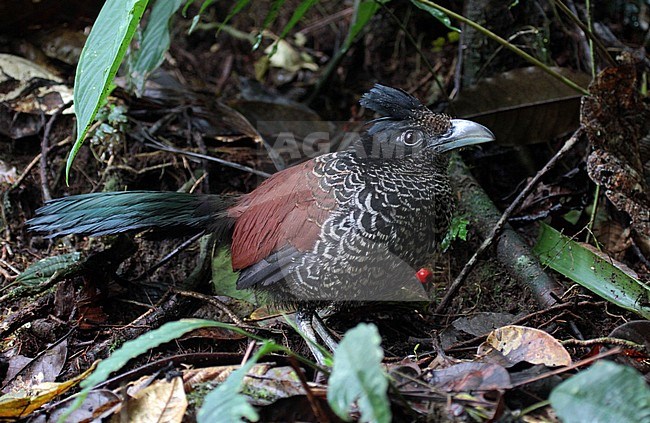 Banded Ground Cuckoo (Neomorphus radiolosus) in a subtropical moist montane Choco forest in Ecuador. Standing stil on the ground. stock-image by Agami/Pete Morris,