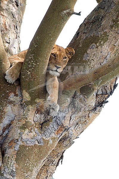 Lioness (Panthera leo) resting in a tree in Uganda. stock-image by Agami/Laurens Steijn,
