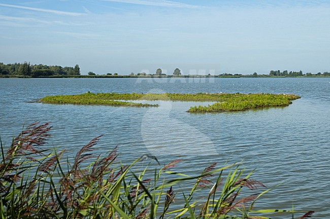 Oostvaardersplassen Flevopolder, Nederland / Netherlands stock-image by Agami/Marc Guyt,