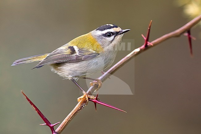 Firecrest (Regulus ignicapilla) in Italy. stock-image by Agami/Daniele Occhiato,