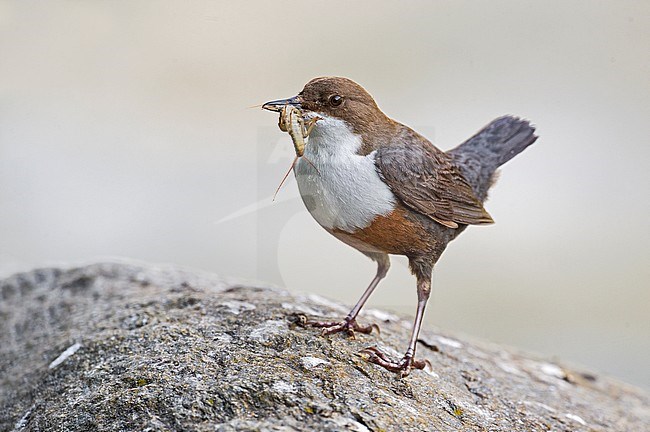 White-throated Dipper, Waterspreeuw stock-image by Agami/Alain Ghignone,