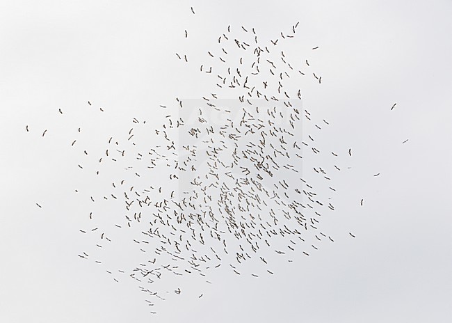 Grote groep Ooievaars op trek over Straat van Gibraltar; Large flock of White Storks on migration over Strait of Gibraltar stock-image by Agami/Markus Varesvuo,