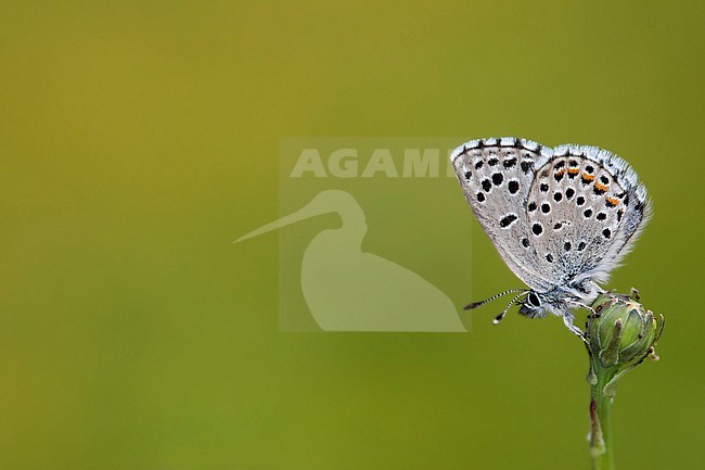Baton blue; Pseudophilotes bato stock-image by Agami/Wil Leurs,