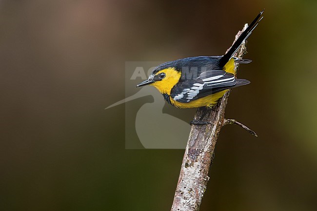 Black-breasted Boatbill (Machaerirhynchus nigripectus) Perched on a branch in Papua New Guinea stock-image by Agami/Dubi Shapiro,