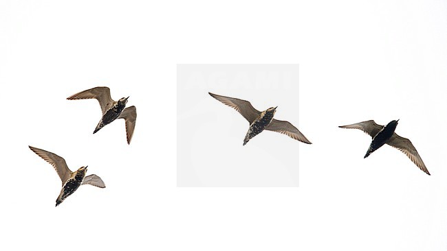 A flock of adult Pacific Golden Plovers (Pluvialis fulva) in flight. Mongolia stock-image by Agami/Markku Rantala,