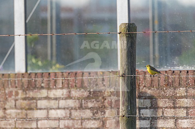 British Yellow Wagtail, Motacilla flava flavissima, at Katwijk, Netherlands. During spring migration. stock-image by Agami/Marc Guyt,