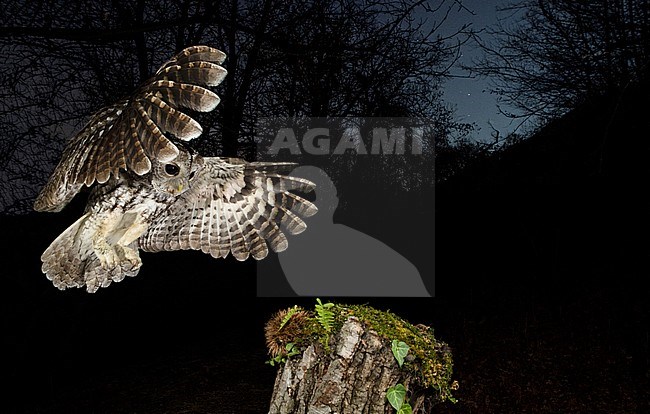Adult Tawny Owl (Strix aluco) in the Aosta valley in northern Italy. Landing on a tree stump in twilight with woodland and night sky in the background. stock-image by Agami/Alain Ghignone,