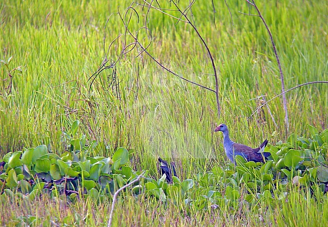 Philippine Swamphen (Porphyrio pulverulentus) in the Philippines. stock-image by Agami/Pete Morris,