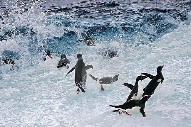 Adelie penguins (Pygoscelis adeliae) on Antarctica going back to sea. stock-image by Agami/Pete Morris,