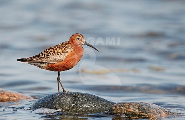Volwassen Krombekstrandloper in zomerkleed; Adult Curlew Sandpiper in breeding plumage stock-image by Agami/Markus Varesvuo,