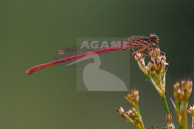 Small GermanyRed Damsel in Juncus stock-image by Agami/Onno Wildschut,