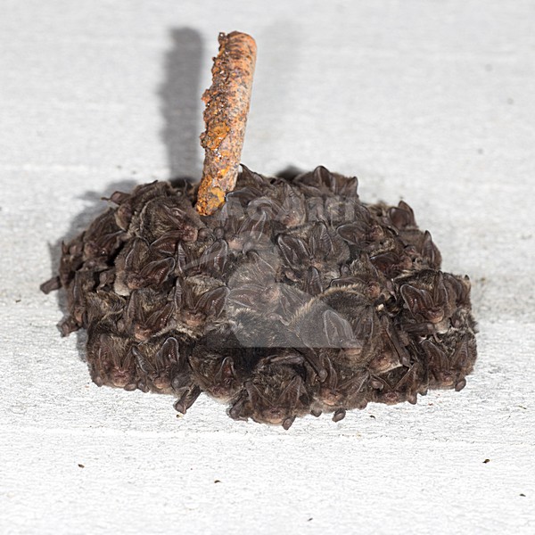 Mopsvleermuizen in winterslaap, Barbastelle Bats in hibernation stock-image by Agami/Theo Douma,