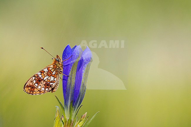 Zilveren maan; Small Pearl-bordered Fritillary stock-image by Agami/Wil Leurs,