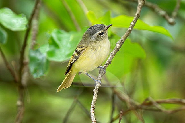 Buff-banded Tyrannulet (Mecocerculus hellmayri) perched on a thin branch in the canopy of Yungas rainforest stock-image by Agami/Andy & Gill Swash ,